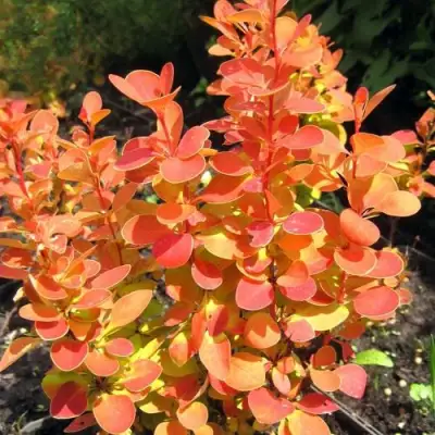 Барбарис ОРАНЖ ФАЙЕР тунберга в Мозыре