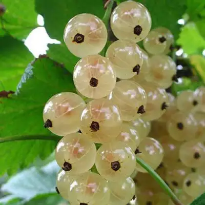 Смородина белая ЮТЕРБОРГСКАЯ в Мозыре