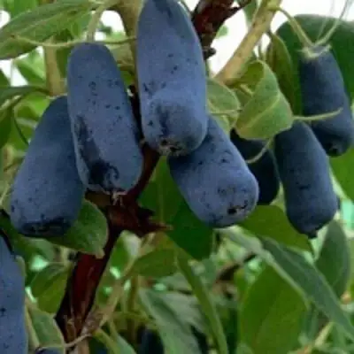 Жимолость съедобная ВОЛХОВА в Мозыре