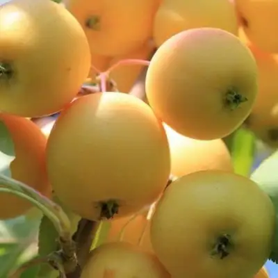 Яблоня УРАЛЬСКОЕ НАЛИВНОЕ в Мозыре