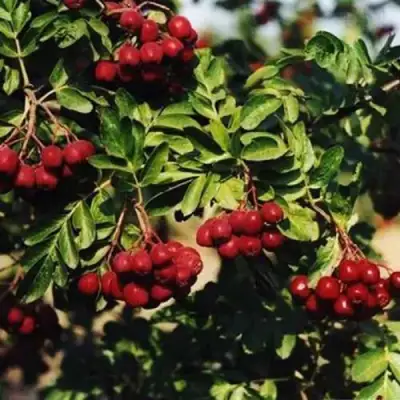 Рябина РУБИНОВАЯ сладкоплодная в Мозыре