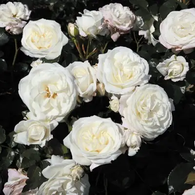 Роза АЛАБАСТЕР флорибунда в Мозыре