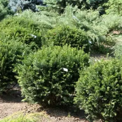 Тис НАНА остроконечный  в Мозыре