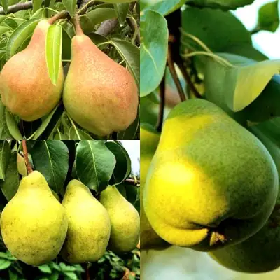 Комплект НАСТОЯЩИЙ ВОСТОРГ в Мозыре