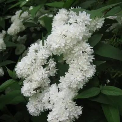 Дейция КАНДИДИССИМА шершавая в Мозыре