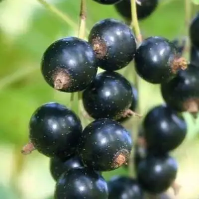 Смородина черная СТРЕЛЕЦ в Мозыре