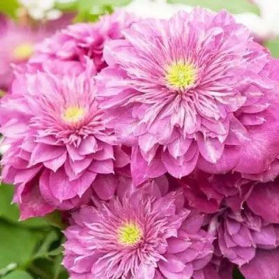 Клематис КАЙЗЕР в Мозыре