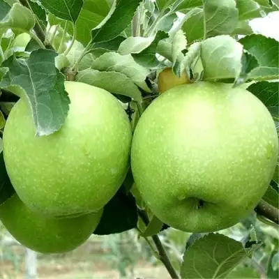 Яблоня РЕНЕТ СИМИРЕНКО в Мозыре