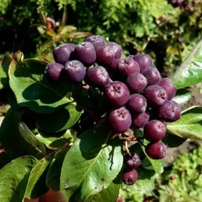 Рябина ЛИКЁРНАЯ сладкоплодная в Мозыре