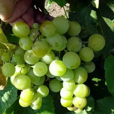Виноград БАРС в Мозыре