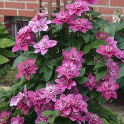 Клематис МАЙ ДАРЛИНГ  в Мозыре