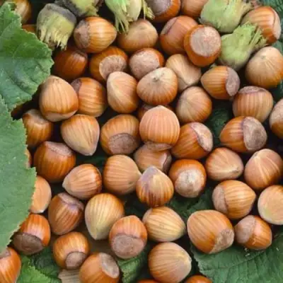 Фундук ТОНДА РОМАНА в Мозыре