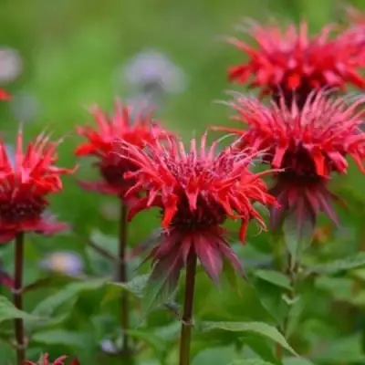 Монарда ПАНОРАМА РЕД в Мозыре