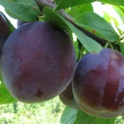 Слива СТАРТОВАЯ в Мозыре