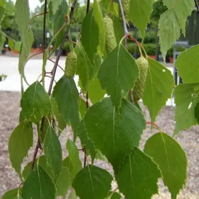 Береза ФАСЦИНЕЙШЕН белая  в Мозыре
