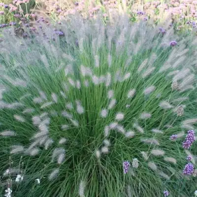 Пеннисетум ХАМЕЛН в Мозыре