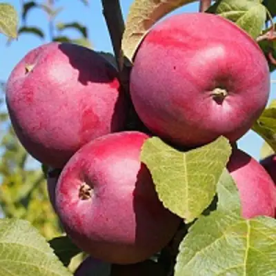 Яблоня ЗОРКА в Мозыре