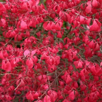 Бересклет КОМПАКТУС  в Мозыре