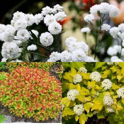 Комплект СОЛНЕЧНЫЙ МИКС в Мозыре