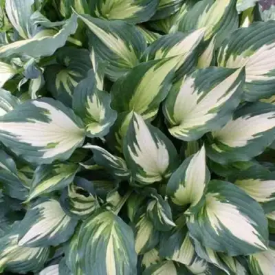 Хоста КРИСМАС КЭНДИ гибридная в Мозыре