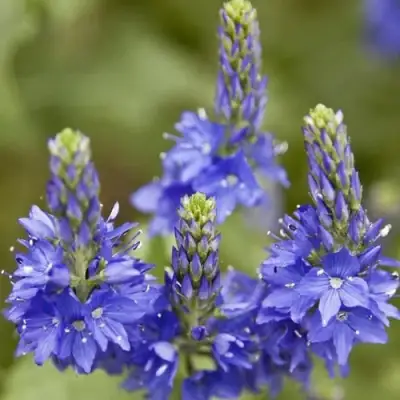 Вероника австрийская в Мозыре