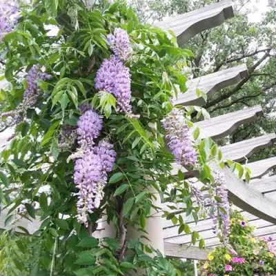 Глициния макростахия БЛЮ МУН в Мозыре