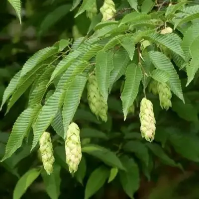 Граб японский в Мозыре