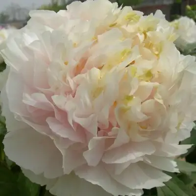 Пион ЗОЛОТОЙ ИЗУМРУД древовидный в Мозыре