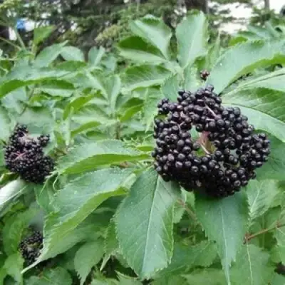 Бузина черная КЛАДЗЕЗЬ в Мозыре