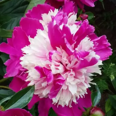 Пион КАПЛЯ РОСЫ травянистый в Мозыре