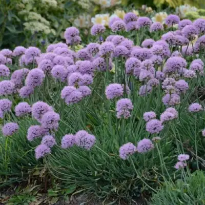 Лук ЛИЗА БЛЮ стареющий в Мозыре