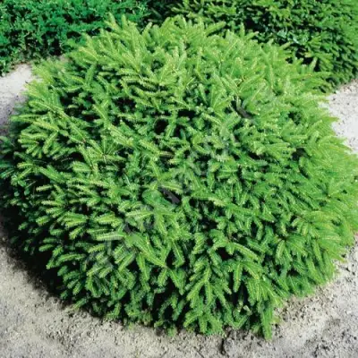 Ель НИДИФОРМИС обыкновенная в Мозыре