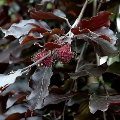 Бук лесной АТРОПУНИЦЕА в Мозыре