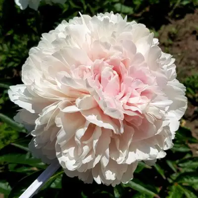 Пион КЛАСС АКТ травянистый в Мозыре