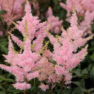 Астильба ЮНИК САЛМОН гибридная в Мозыре