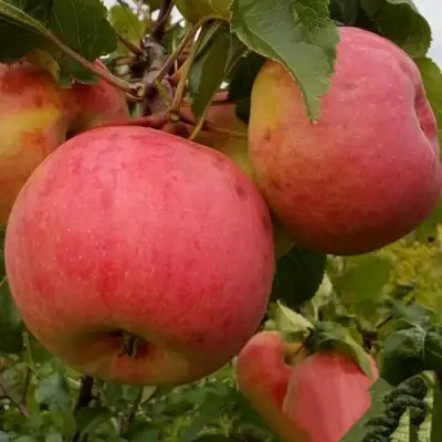 Яблоня БОЛОТОВСКОЕ в Мозыре