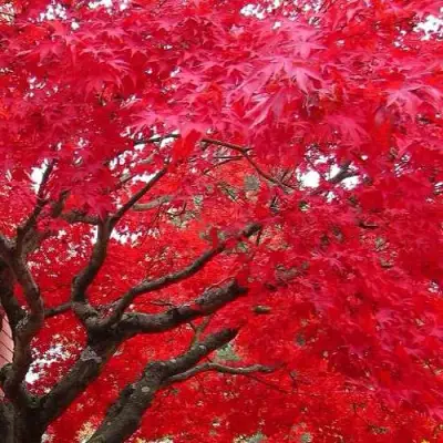 Клен гиннала  в Мозыре