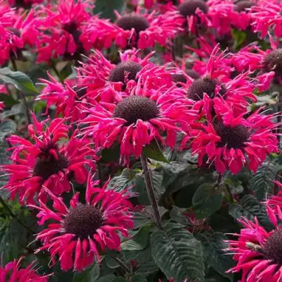 Монарда БИ МЭРИ гибридная в Мозыре