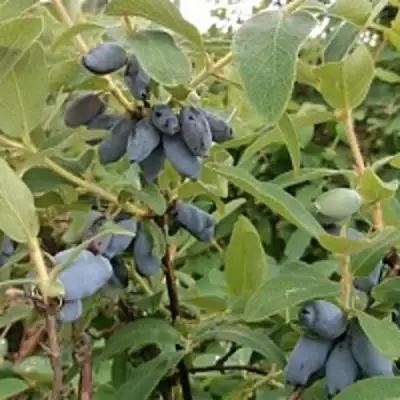 Жимолость съедобная НИМФА (ГАММА) в Мозыре