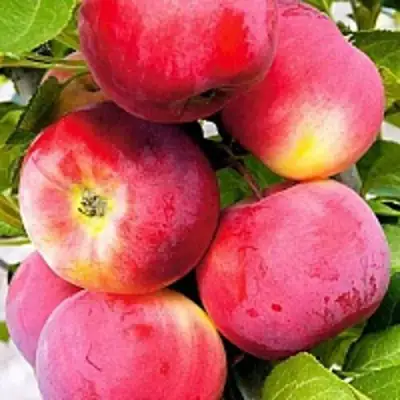 Яблоня СЕРЕБРЯНОЕ КОПЫТЦЕ в Мозыре