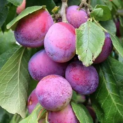 Слива БЛЮ СВИТ колонновидная в Мозыре