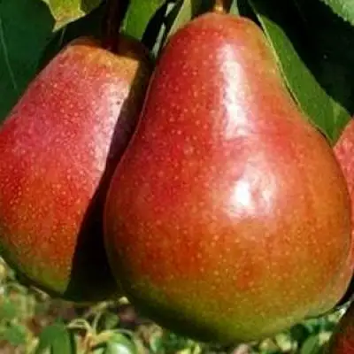 Груша ГЕРА в Мозыре