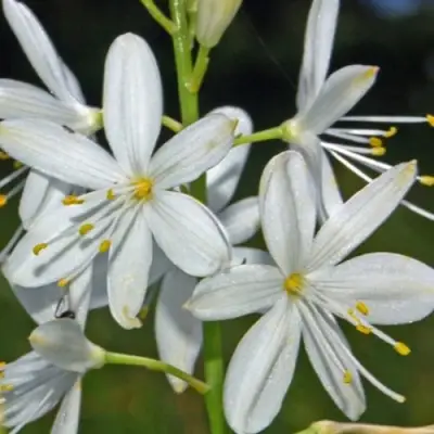 Венечник ветвистый в Мозыре