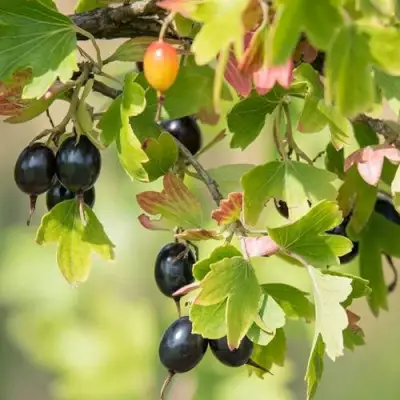 Смородина золотистая БЛЭЙКСТ в Мозыре