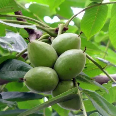 Орех маньчжурский МИЧУРИНЕЦ в Мозыре