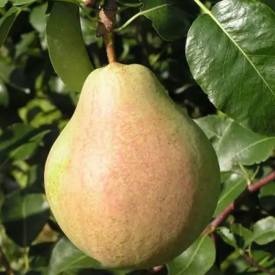 Груша ЛИРА в Мозыре