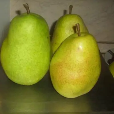 Груша БЕРЕ ЛЮКА в Мозыре