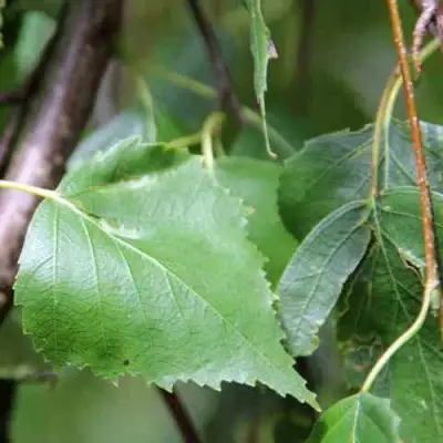 Береза ПОВИСЛАЯ в Мозыре