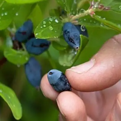 Жимолость съедобная АМФОРА в Мозыре