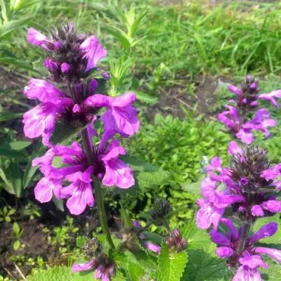 Буквица крупноцветковая в Мозыре